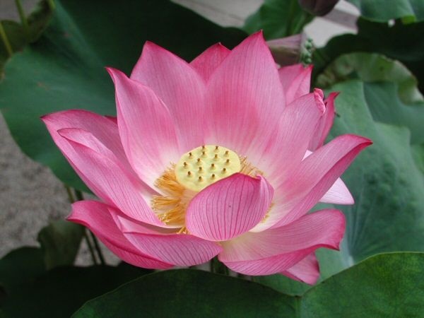 Collecting ideas about a national flower in central Da Nang city